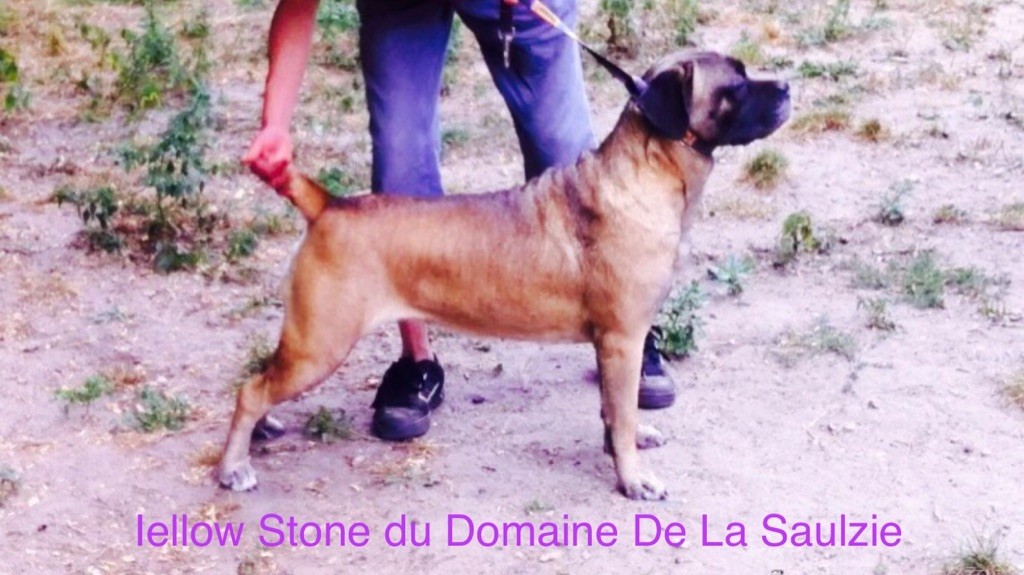 Iellow stone Du Domaine De La Saulzie