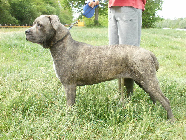Foxie Du Domaine De La Saulzie