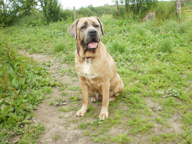 Fauvette Du Domaine De La Saulzie