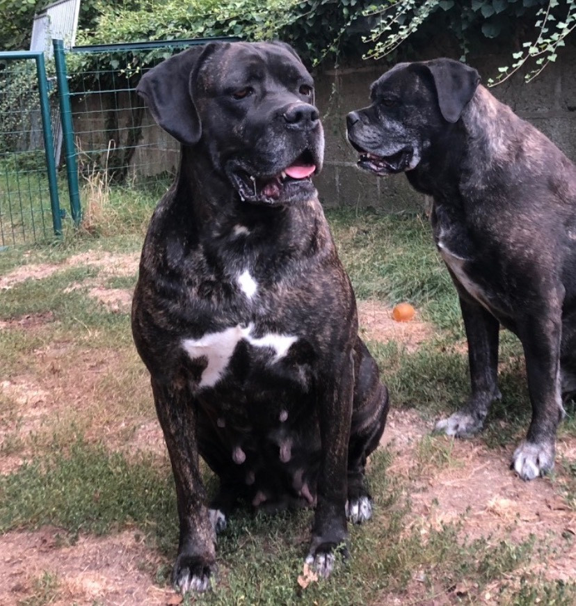 Habracadabra Du Domaine De La Saulzie