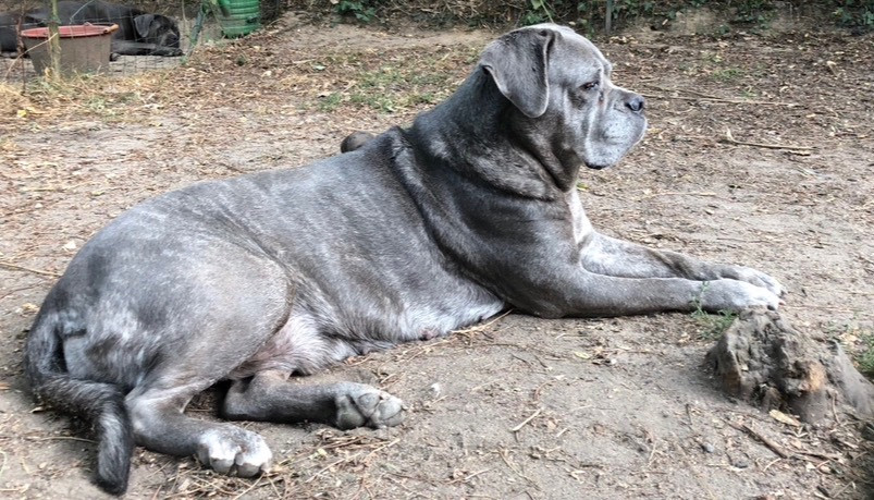 Hello kitty Du Domaine De La Saulzie