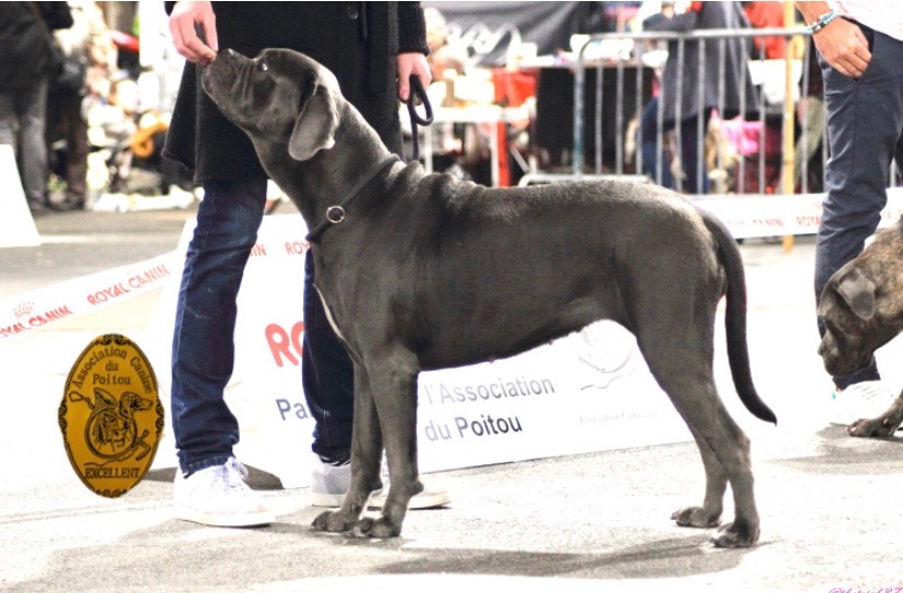 Notre dame de paris Du Domaine De La Saulzie