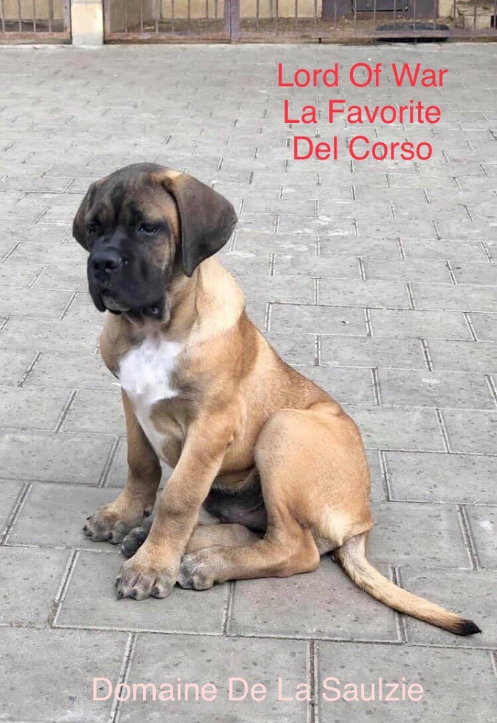 Lord of war la favorite del corso