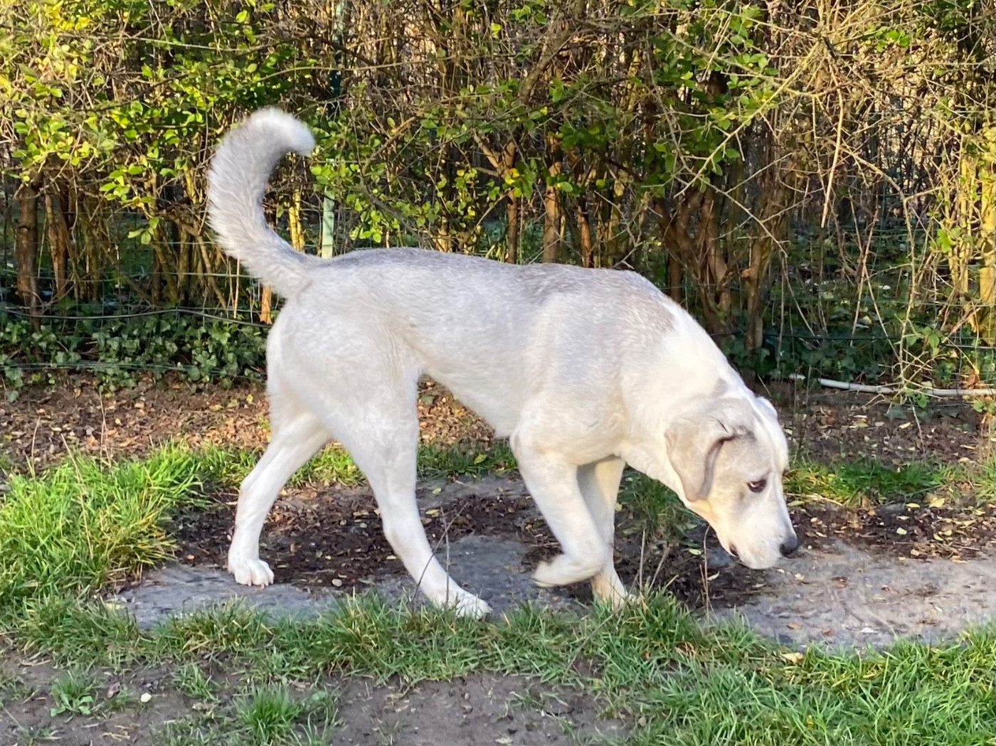 Vitaliya Du Domaine De La Saulzie