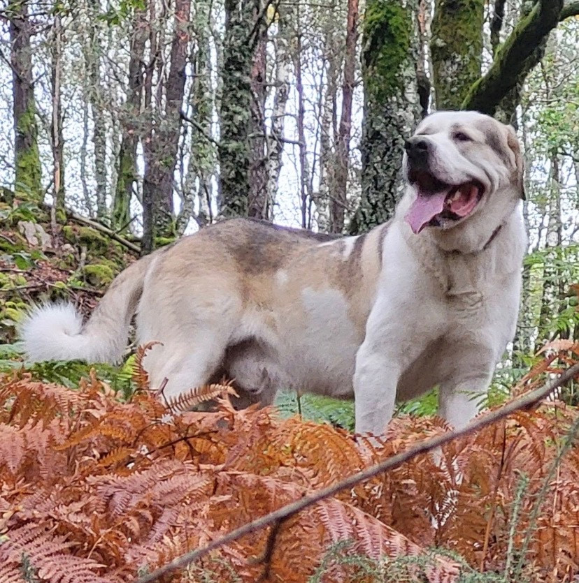 Anakin (Sans Affixe)