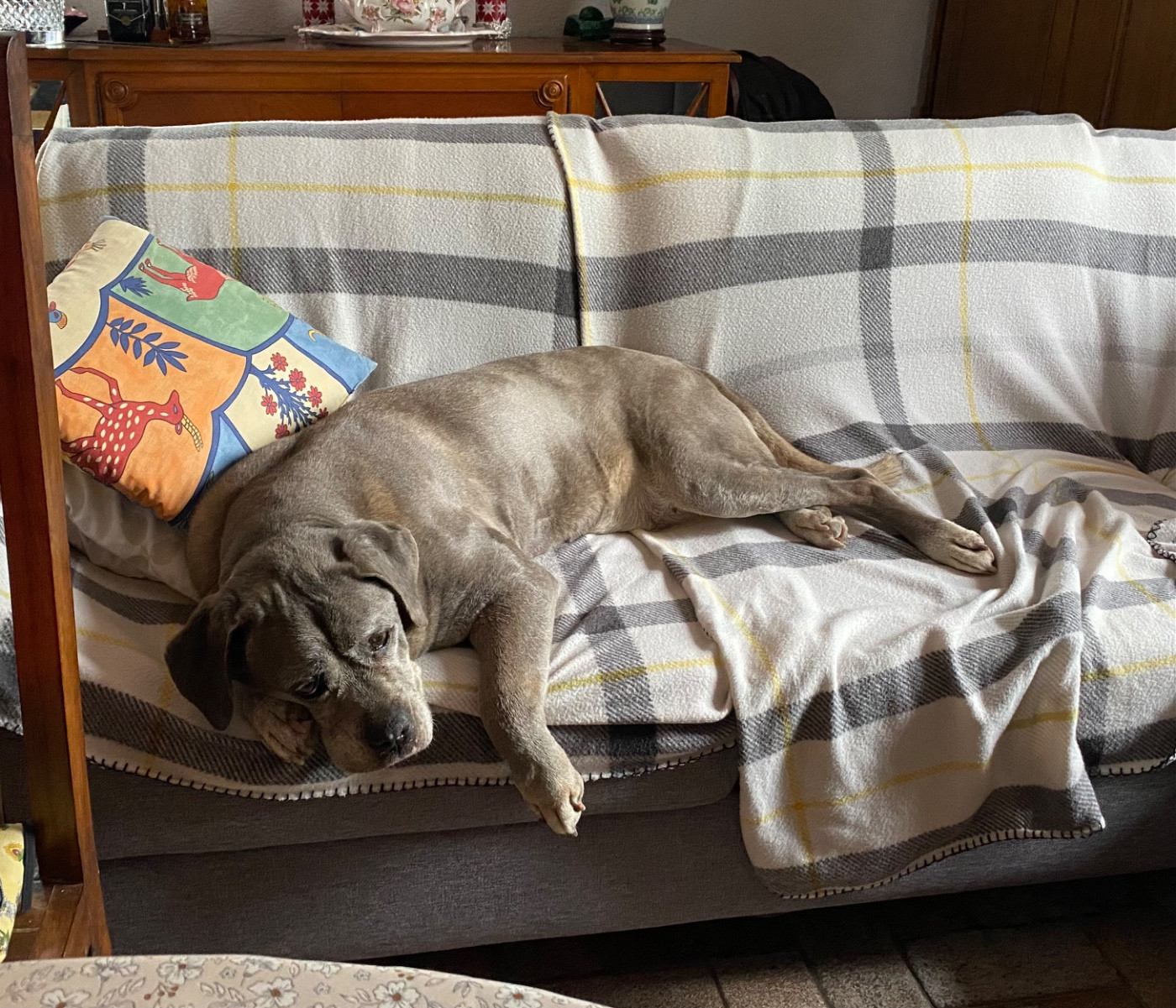 Du Domaine De La Saulzie - Arrêt de la race Cane Corso