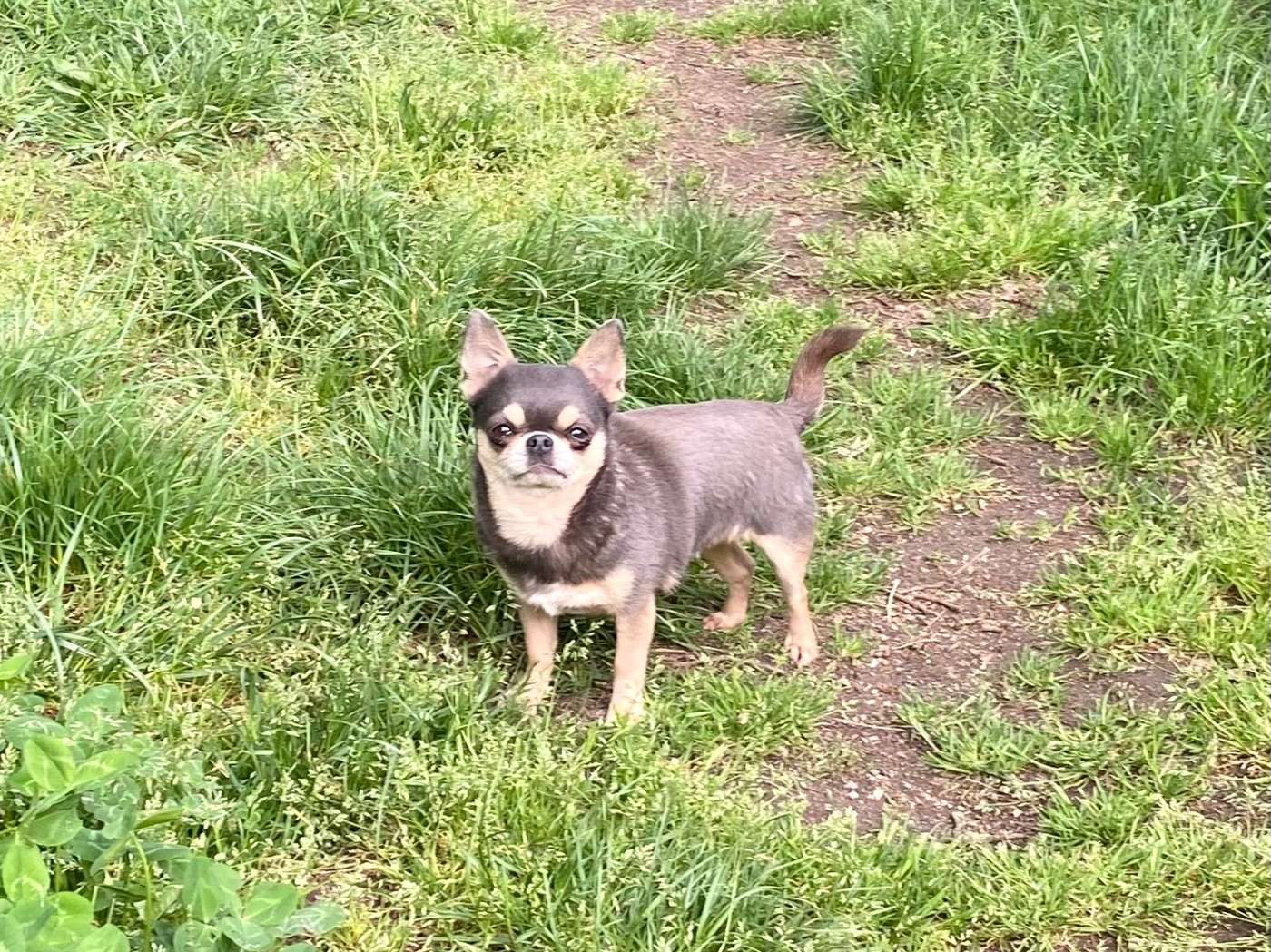 Arrêt de la race Chihuahua