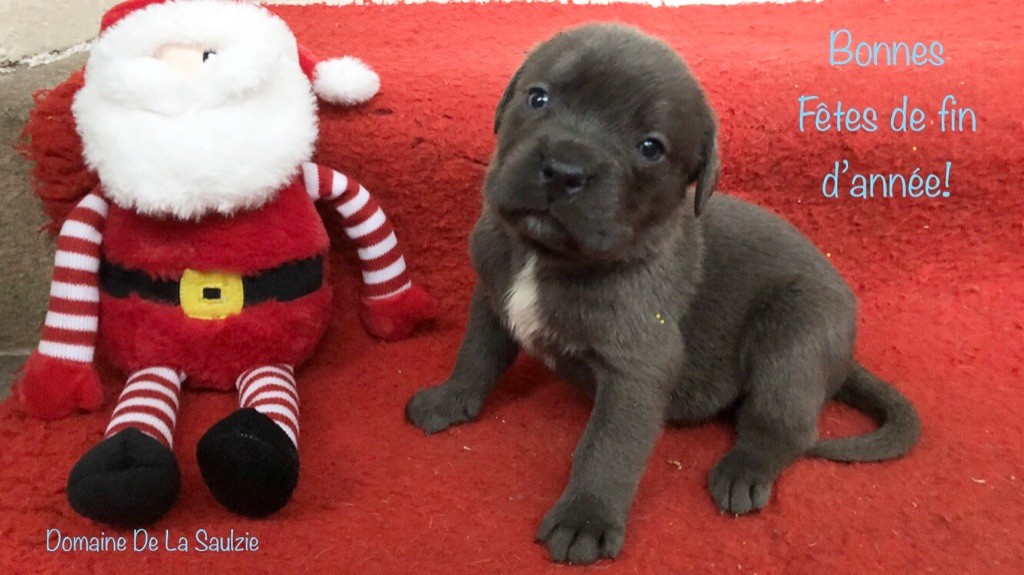 Superbes chiots Cane Corso LOF à réserver !!!