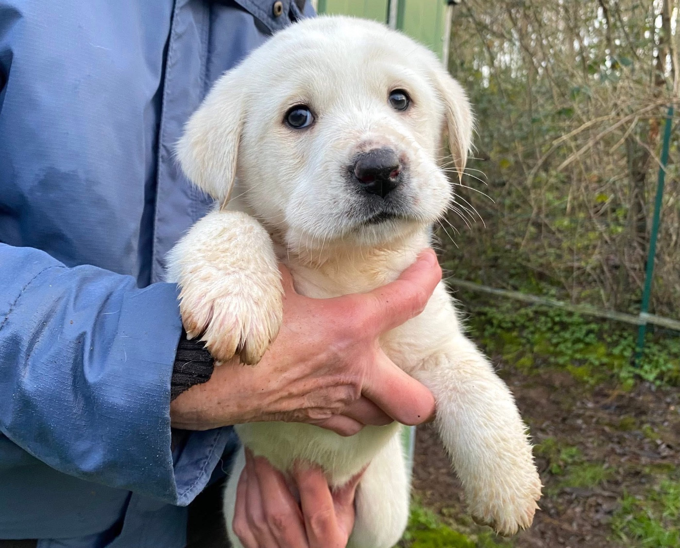 Du Domaine De La Saulzie - Chiots disponibles - Berger d'Asie Centrale