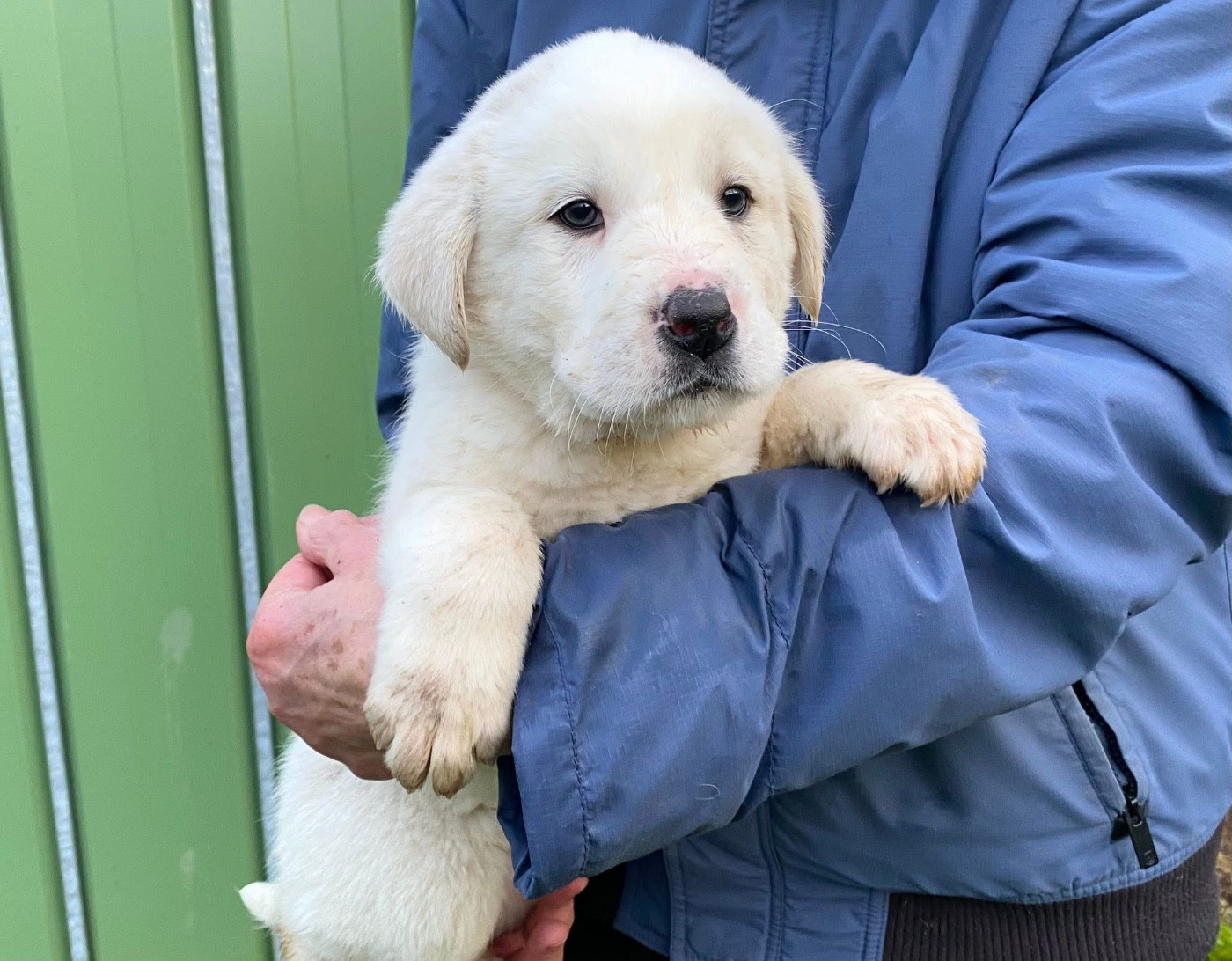 Du Domaine De La Saulzie - Chiots disponibles - Berger d'Asie Centrale