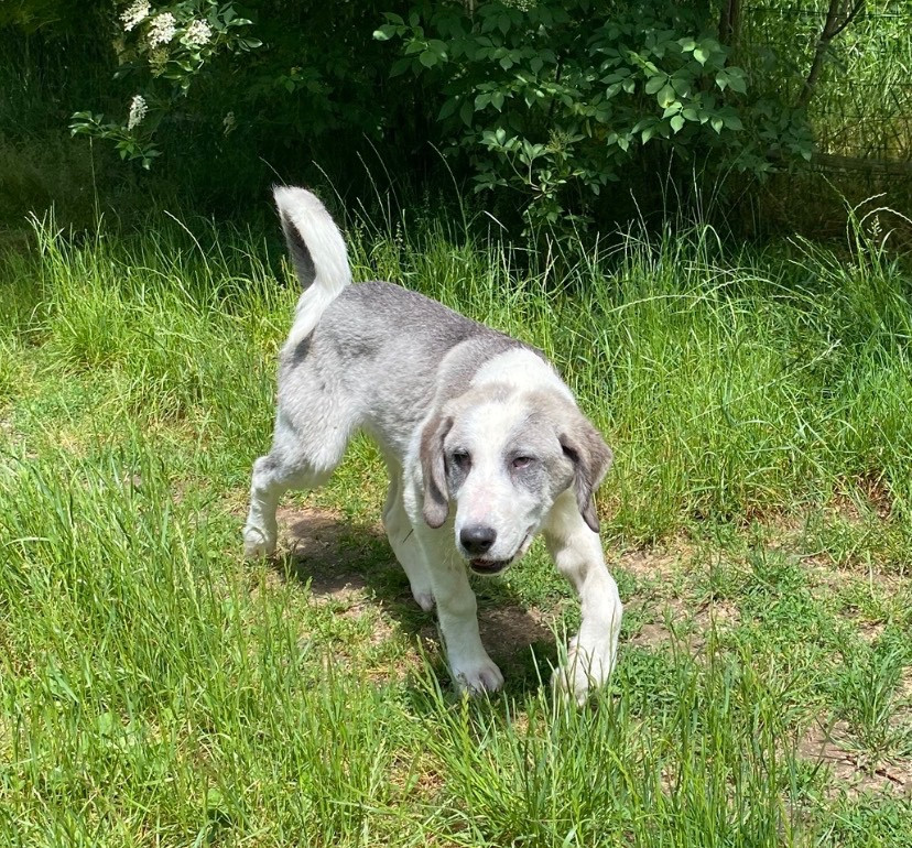 Du Domaine De La Saulzie - Chiots disponibles - Berger d'Asie Centrale