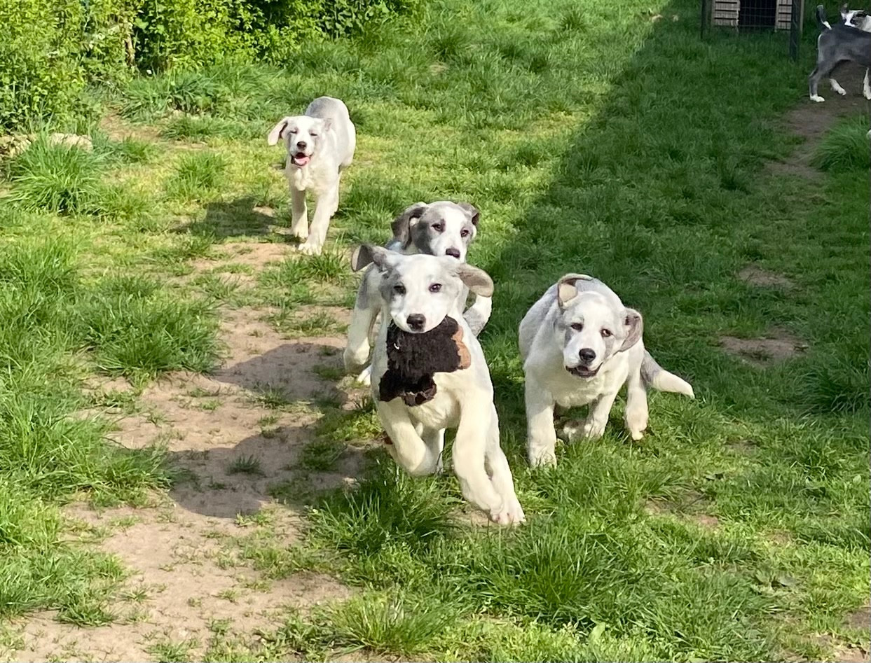 Du Domaine De La Saulzie - Berger d'Asie Centrale - Portée née le 01/12/2024