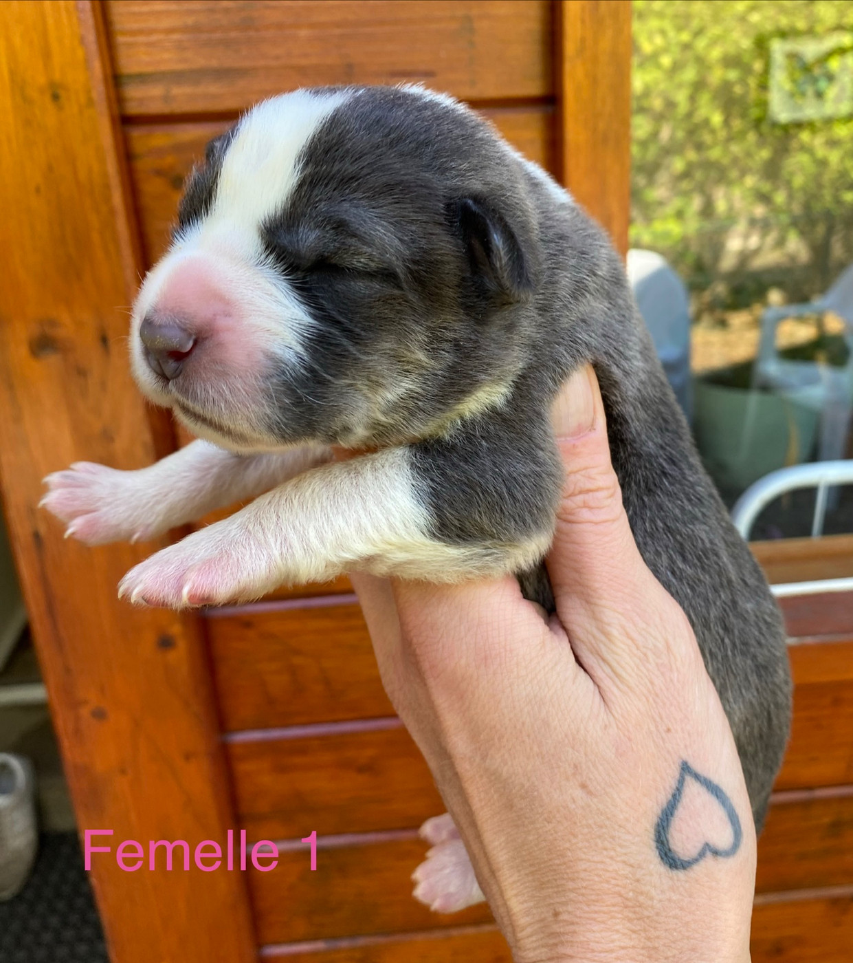 Du Domaine De La Saulzie - Chiots disponibles - Berger d'Asie Centrale